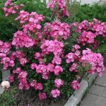 Саженец розы Фуксия Меняндекор (Fuchsia Meillandecor)