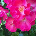 Саженец розы Фуксия Меняндекор (Fuchsia Meillandecor) — вид