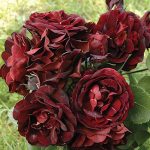 Саженец розы Штамб Маликорн 1,5 м. (Malicorne)