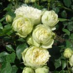 Саженец розы Бланшетт (Blanchette)