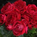 Саженец розы Каприция Ренесанс (Capricia Renaissance) — вид