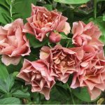Саженец розы Сола (Sola) — вид