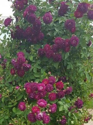 Саженцы розы Розенгартен Цвайбрюкен (Rosengarten Zweibrucken) — питомник «Краса Роза»