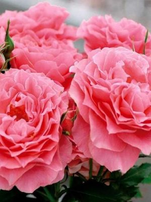 Саженцы розы Корол Желе уценка (Corail gelee) — питомник «Краса Роза»