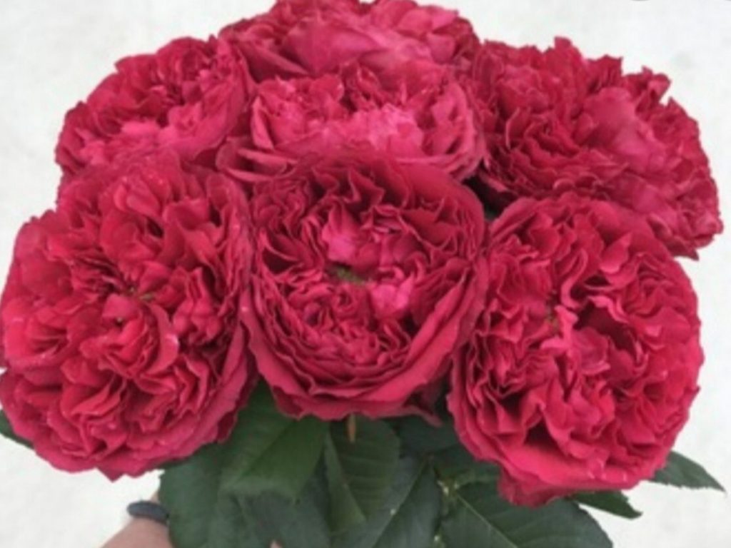 Саженец розы Распбери Элегантс (Raspberry Elegance) уценка — питомник «Краса Роза»