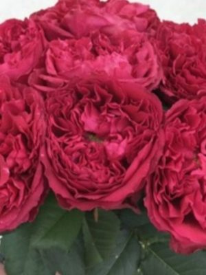 Саженцы розы Распбери Элегантс (Raspberry Elegance) уценка — питомник «Краса Роза»