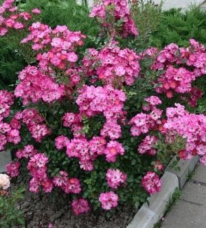 Саженцы розы Фуксия Мейяндекор уценка (Fuchsia Meillandecor) — питомник «Краса Роза»