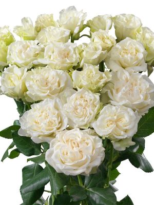 Саженцы розы Брайдер Флоу уценка (Bridal Flow) — питомник «Краса Роза»