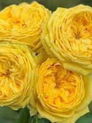 Саженцы розы Каталина уценка (Catalina) — питомник «Краса Роза»