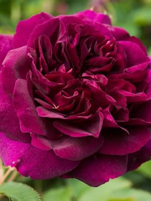 Саженцы розы Дарси Бассел (Darcey Bussell) уценка — питомник «Краса Роза»