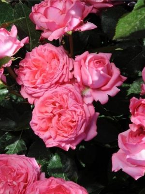 Саженцы розы Ля Роз Де Моринар уценка (La Rose de Molinard) — питомник «Краса Роза»