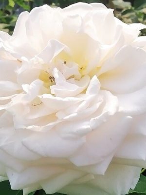 Саженцы розы Графиня Эльке Ц Ратензау уценка (Gräfin Elke zu Rantzau) — питомник «Краса Роза»