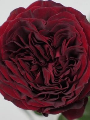 Саженцы розы Майра Ред (Mayra''''s Red) уценка — питомник «Краса Роза»