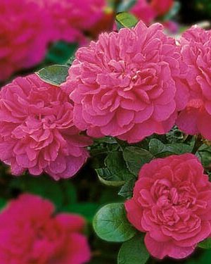 Саженцы розы Софи Роуз уценка (Sophy’s Rose) — питомник «Краса Роза»