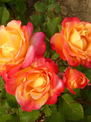 Саженцы розы Марсель энд Флер (Marseille en fleurs) уценка — питомник «Краса Роза»