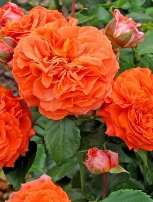 Саженцы розы Оранджери уценка (Orangerie) — питомник «Краса Роза»