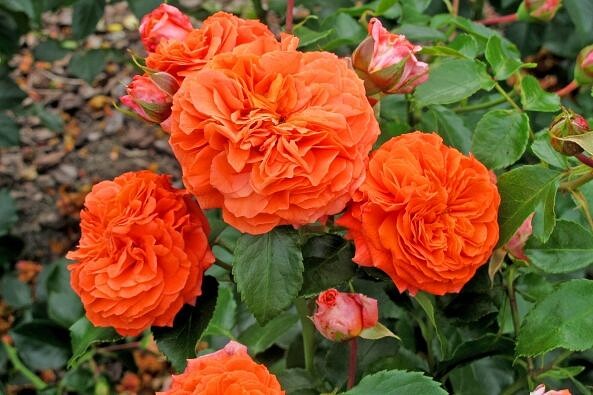 Саженец розы Оранджери уценка (Orangerie) — питомник «Краса Роза»