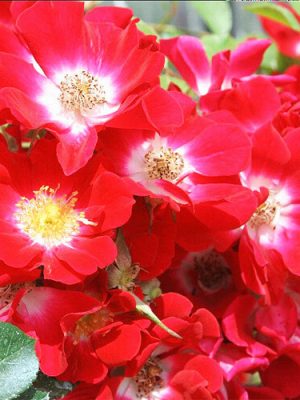 Саженцы розы Руж Мейяндекор уценка (Rouge Meillandecor) — питомник «Краса Роза»