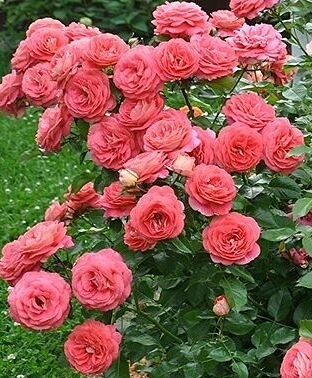 Саженец розы Зоммерзоне (Sommersonne) уценка — питомник «Краса Роза»