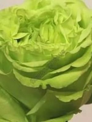 Саженцы розы Супер Грин (Super Green) уценка — питомник «Краса Роза»