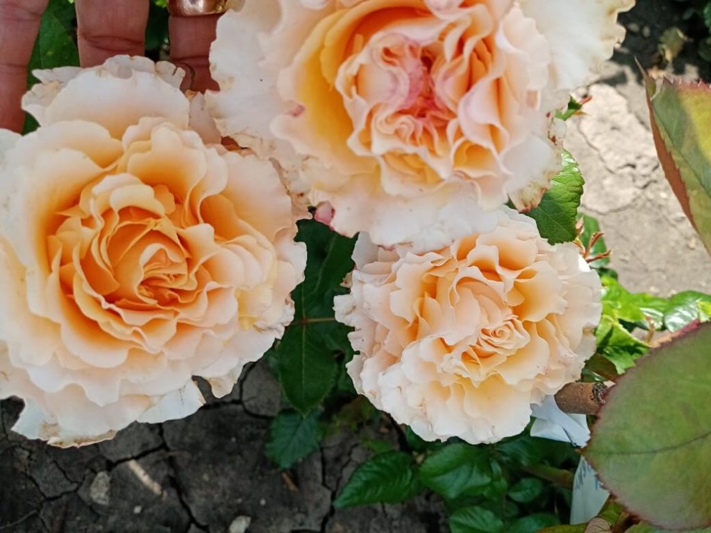 Саженец розы Кампанелла Пич уценка (Campanella Peach) — питомник «Краса Роза»