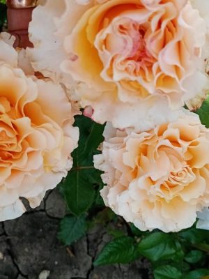 Саженцы розы Кампанелла Пич уценка (Campanella Peach) — питомник «Краса Роза»