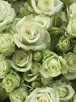 Саженцы розы Грин Глоу уценка (Green Glow) — питомник «Краса Роза»