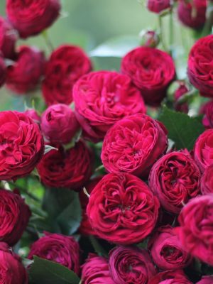 Саженцы розы Марун уценка (MAROON) — питомник «Краса Роза»