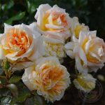 Саженец розы Ла Калосон уценка (La Calissonne) — вид