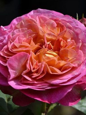 Саженцы розы Сентарал Де Лай Ле уценка (Centenaire de l'Haÿ-les-roses) — питомник «Краса Роза»
