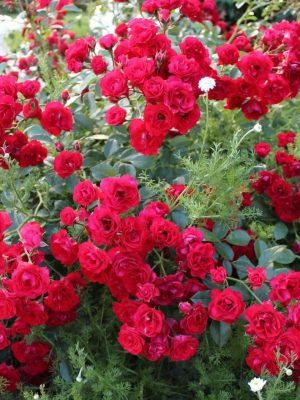Саженцы розы Скарлет Мейяндекор уценка  (Scarlet Meillandecor) — питомник «Краса Роза»