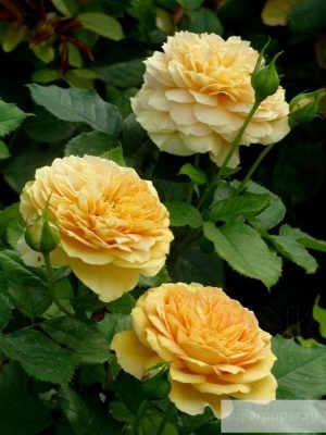 Голден Зест (Golden Zest)