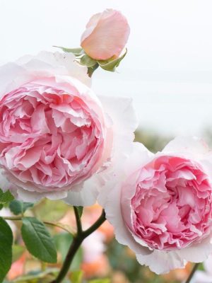 Саженцы розы Зе Веджвуд Роуз (The Wedgwood Rose) уценка — питомник «Краса Роза»