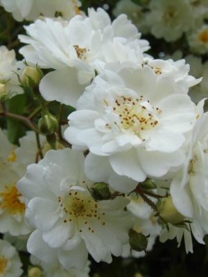 Саженцы розы Гирлянд Де Амур уценка  (Guirlande d''Amour) — питомник «Краса Роза»