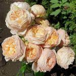 Саженец розы Свит Каталина (Sweet Catalina)