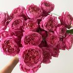 Саженец розы Джульетта Церсис (Julietta Cerise) — вид