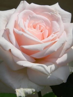 Саженцы розы Афродита (Aphrodite) — питомник «Краса Роза»
