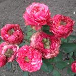 Саженец розы Кантри гарден  (Country Garden) — вид