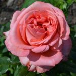 Саженец розы Лондон ай (London Eye) — вид