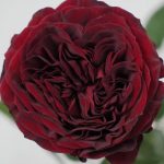 Саженец розы Майра Ред (Mayra''''''''s Red)