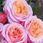 Саженец розы Твин Пич ДФР-105 (Twin Peach DFR-105)