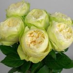 Уайт Кахала (White Kahala)