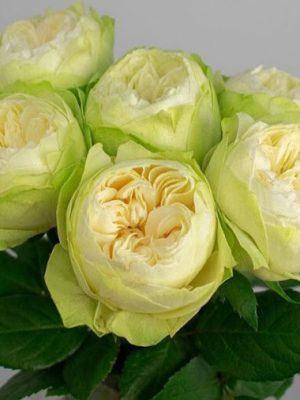 Саженцы розы Уайт Кахала (White Kahala) — питомник «Краса Роза»