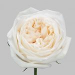 Саженец розы Уайт Охара (White O''Hara)