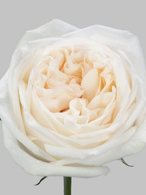Саженцы розы Уайт Охара (White O''Hara) — питомник «Краса Роза»