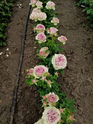 Монинг Дю (Morning Dew!)