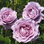 Саженец розы Новалис (Novalis) — вид