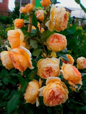 Кроун Принцесса Маргарет (Crown Princess Margareta)