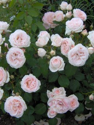 Саженцы розы Клер Роуз (Claire Rose) — питомник «Краса Роза»