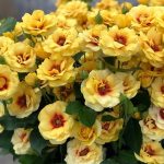 Саженец розы Машад (Mashad)